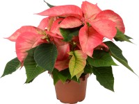 Ice Crystal mikulásvirág rózsaszín cserépátmérő 12 cm