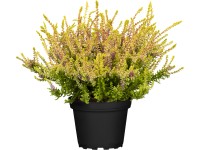 Közönséges csarab Közönséges csarab