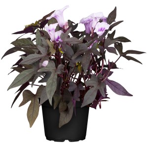 Hajnalka (Ipomoea purpurea) cserépben, kb. 40-60 cm magas, lila virágokkal és sötét levelekkel.