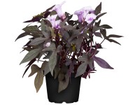 Kerti hajnalka mag. kb. 40-60 cm cserépátmérő kb. 13 cm Ipomoea purpurea Kerti hajnalka mag. kb. 40-60 cm cserépátmérő kb. 13 cm Ipomoea purpurea