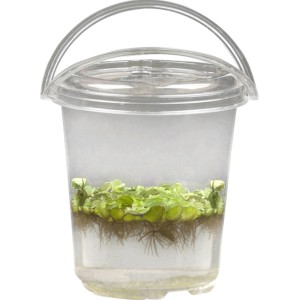 Úszó páfrány (Salvinia natans) átlátszó pohárban, cserép átmérője kb. 11 cm.