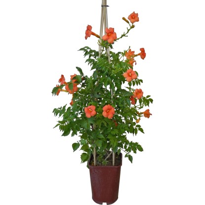 OBI trombitacserje válogatás magasság kb. 80 cm cserép kb. 6 l Campsis