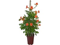 OBI trombitacserje válogatás magasság kb. 80 cm cserép kb. 6 l Campsis OBI trombitacserje válogatás magasság kb. 80 cm cserép kb. 6 l Campsis