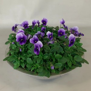 Szarvacskás árvácska cinktálban, lila virágok, cserép Ø 29cm. Ültetett tál erkélyre és teraszra.