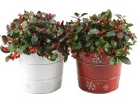 Kúszó fajdbogyó (Gaultheria procumbens) karácsonyi óntálban cserépátmérő: kb. 17