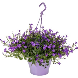 Lógó Ambella Purple harangvirág lila cserépben, tavaszi virág.