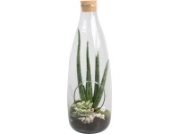 Aloe kompozíció üveg kaspóban cserépátmérő: kb. 15 cm