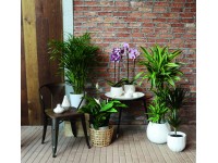 GROW by OBI Sárkányfa cserépátmérő: kb. 17 cm (Dracaena fragrans) GROW by OBI Sárkányfa cserépátmérő: kb. 17 cm (Dracaena fragrans)