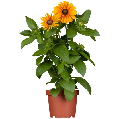 OBI borzas kúpvirág cserépátmérő: kb. 13 cm Rudbeckia