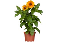 OBI borzas kúpvirág cserépátmérő: kb. 13 cm Rudbeckia