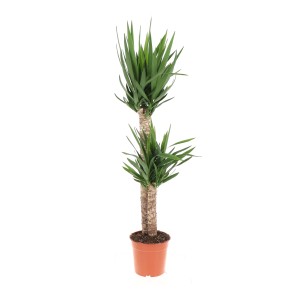 Pálmaliliom (Yucca) két törzzsel cserépben, kb. 130 cm magas. Dekoratív szobanövény.