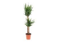 Pálmaliliom műanyag edényben magasság kb. 130 cm cserépátmérő kb. 24 cm Yucca