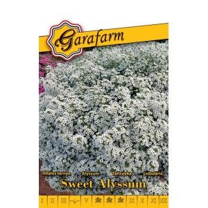 Illatos ternye (Alyssum) vetőmag csomag. Fehér virágok.