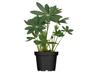 OBI erdei csillagfürt cserépátmérő: kb. 19 cm Lupinus