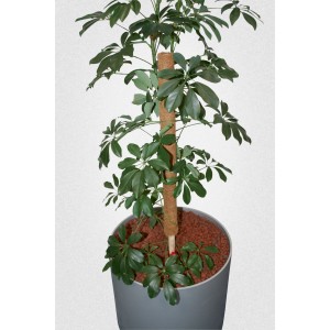 80 cm-es kókuszrúd támaszték egy cserepes zöld növényhez.