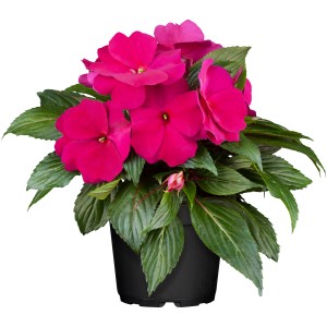 Rózsaszín Nebáncsvirág (Impatiens) cserépben, virágzó növény napos vagy árnyékos helyekre.