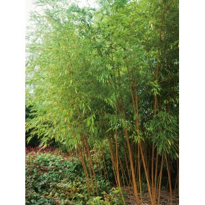 Örökzöld OBI Arany bambusz (Phyllostachys aurea) cserépben, kb. 30 cm Ø, mint térelválasztó.
