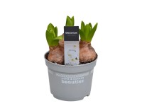 Jácint White Pearl fehér magasság 20 cm cserépátmérő 12 cm Hyacinthus orientalis