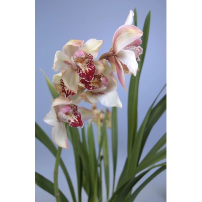 Cymbidium orchidea krémszínű virágokkal és piros díszítéssel cserépben.