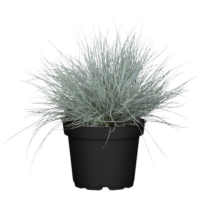 Grow by OBI "Cool as Ice" deres csenkesz cserép. kb. 19 cm díszfű Festuca glauca