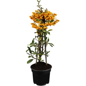 OBI tűztövis sárga bogyókkal cserépben, kb. 50-60 cm magas. Örökzöld sövénynövény.