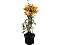 OBI tűztövis sárga magassága: kb. 50-60 cm cserepe kb. 2 l Pyracantha