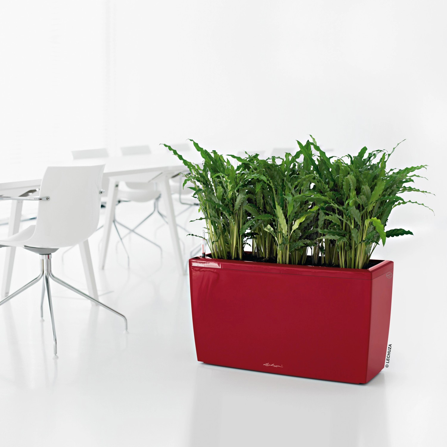растения для офиса. кашпо лечуза cubico alto. кашпо лечуза кубико. кашпо lechuza cursivo 30. кашпо lechuza cararo (18808).