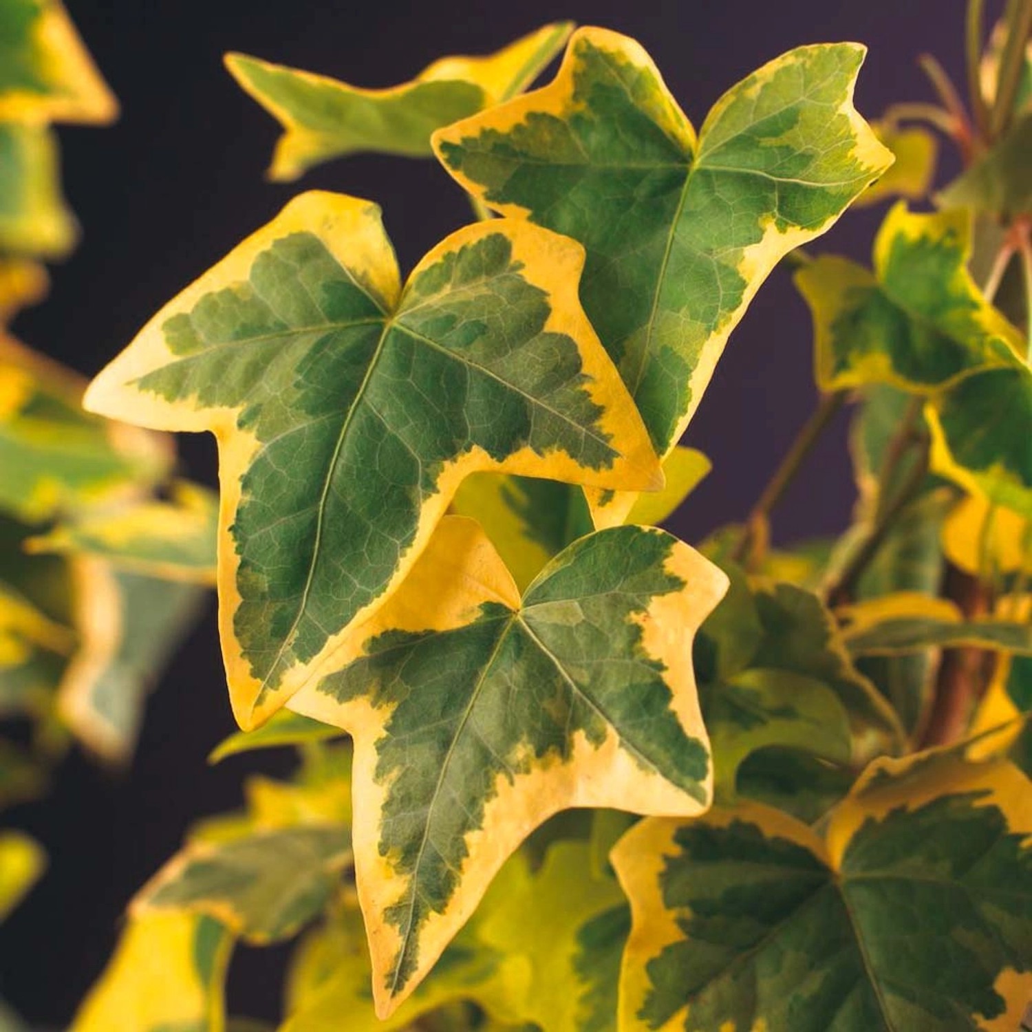 плющ морозостойкий вечнозеленый